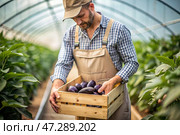 Agricultural industry. A wooden box with eggplants in the hands of a male farmer. The gardener harvests a rich harvest in the greenhouse. Стоковое AI-изображение, AI-художник Photojuli / Фотобанк Лори
