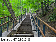 Лестница, спускающаяся по крутому берегу Москвы-реки. Природный заказник на Воробьевых горах, Москва. (2024 год). Стоковое фото, фотограф Александр Тараканов / Фотобанк Лори