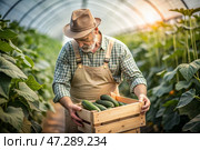 Agricultural industry. A wooden box with cucumbers in the hands of a male farmer. The gardener harvests a rich harvest in the greenhouse. Стоковое AI-изображение, AI-художник Photojuli / Фотобанк Лори