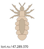 Detailed illustration of louse insect anatomy on white background. Стоковая иллюстрация, иллюстратор Zakharova Natasha / Фотобанк Лори