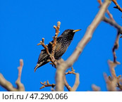 Скворец обыкновенный  на ветке дерева. Стоковое фото, фотограф Snezka / Фотобанк Лори