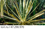 Sansevieria (Dracaena) trifasciata laurentii, aka snake plant or monther-in-laws tongue. Houseplant with green and yellow leaves. Isolated on a white background, in landscape. Стоковое фото, фотограф Feruza Tashmetova / Фотобанк Лори