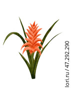 A Stunning and Vibrant Orange Bromeliad Flower Complemented by Lush Green Leaves. Стоковая иллюстрация, иллюстратор Елена Захаревич / Фотобанк Лори