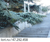 Крымский пейзаж. Лестница санатория "Родина", построенного в 1950-1953 гг. Вечнозезелые можжевельники и греческие пихты. Южный берег Крыма, Гаспра (2019 год). Стоковое фото, фотограф Сергей Елизарьев / Фотобанк Лори