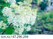 Отцветшая метельчатая гортензия (сорт "Полярный медведь") в дождливый осенний день. Осень в саду. Малая глубина резкости. Стоковое фото, фотограф Андрей Пустякин / Фотобанк Лори
