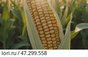 A close-up view of a ripe corn cob with golden kernels partially wrapped in green husks, bathed in warm sunlight, with a blurred cornfield in the background. Стоковое AI-видео, аниматор Башкирова Анна / Фотобанк Лори