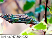 Хамелеон Chamaeleo calyptratus. Стоковое фото, фотограф Закиматова Анна / Фотобанк Лори