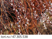 Весенние пушистые почки Козьей ивы (Salix caprea) Стоковое фото, фотограф Евгения Золкина / Фотобанк Лори