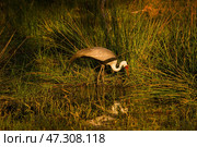 Серёжчатый журавль (Bugeranus carunculatus) кормится в мелкой луже среди травы на закате (2014 год). Стоковое фото, фотограф Анна Ефимова / Фотобанк Лори