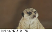 Meerkat sitting portrait. Стоковое видео, видеограф Михаил Коханчиков / Фотобанк Лори