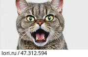 Angry cat isolated on white. Gray tabby British shorthair cat portrait looking serious. Grumpy kitten seated. Striped furious cat with a unhappy dissatisfied face. Feline giving you a disdainful look. Стоковое AI-видео, аниматор Марина Демидюк / Фотобанк Лори