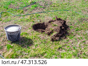 Planting fruit trees in the garden in spring. The gardener dug a hole for planting and diluted a bucket of water with a growth stimulator. Стоковое фото, фотограф Коханова Наталья / Фотобанк Лори