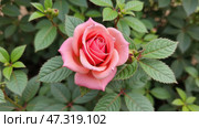 A Single Pink Rose Blooming Amidst Green Foliage in a Garden During the Spring Season, Capturing Nature's Beauty and Vibrancy. Стоковое AI-изображение, AI-художник Sergey Grishin / Фотобанк Лори