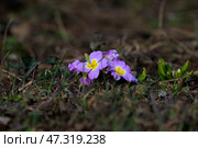 Фиолетовые примулы на клумбе крупным планом ранней весной. Стоковое фото, фотограф Snezka / Фотобанк Лори