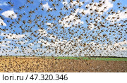Massive swarm of locusts flying across a farmland field under a blue sky with scattered clouds during infestation. Стоковое AI-изображение, AI-художник Ольга Сухарева / Фотобанк Лори
