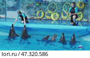 Crimea, Primorsky - July 12, 2024: Two female trainers interacting with dolphins during a training session in a pool in crimea. Редакционное видео, видеограф Mikhail Davidovich / Фотобанк Лори