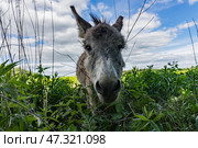 Осел. Стоковое фото, фотограф Сергей Чупахин / Фотобанк Лори