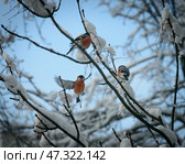 Снегири (2018 год). Стоковое фото, фотограф Ольга Аблекова / Фотобанк Лори