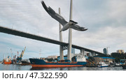 Seagull flying over a cargo ship with the zolotoy rog bridge in the background in vladivostok, russia. Стоковое фото, фотограф Mikhail Davidovich / Фотобанк Лори