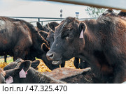 Black Angus calves in the open air. Стоковое фото, фотограф Ольга Сейфутдинова / Фотобанк Лори