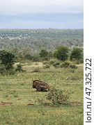 One blue wildebeest in bushland african savanna (2023 год). Стоковое фото, фотограф Екатерина Якименко / Фотобанк Лори