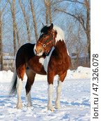 Beautiful paint vanner draft horse in winter snow farm. Красивая пятнистая лошадь упряжной породы на снегу на зимней ферме. Стоковое фото, фотограф Михаил Кондрашов / Фотобанк Лори