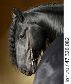 Black friesian dressage horse on dark  stable background. Черная (вороная) фризская выездковая лошадь на темном фоне конюшни. Стоковое фото, фотограф Михаил Кондрашов / Фотобанк Лори
