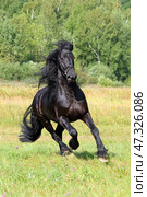 Beautiful black friesian horse runs gallop in the summer green meadow. Прекрасный черный конь фризской породы скачет галопом по летнему зеленому лугу. Стоковое фото, фотограф Михаил Кондрашов / Фотобанк Лори