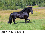 Beautiful black friesian horse runs gallop in the summer green meadow. Прекрасный черный конь фризской породы скачет галопом по летнему зеленому лугу. Стоковое фото, фотограф Михаил Кондрашов / Фотобанк Лори