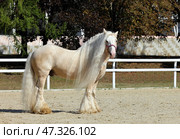 Gypsy Vanner Horse Breed walks in paddock. Лошадь легкоупряжной породы джипси ваннер гуляет в паддоке летним днем. Стоковое фото, фотограф Михаил Кондрашов / Фотобанк Лори