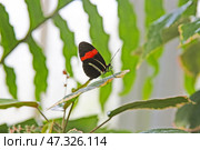 Heliconius melpomene butterfly on a leaf. Стоковое фото, фотограф Анна Чижова / Фотобанк Лори
