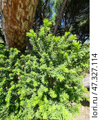 Common yew (Taxus baccata) - an evergreen shrub or tree from the yew family. Стоковое фото, фотограф Анна Кривицкая / Фотобанк Лори