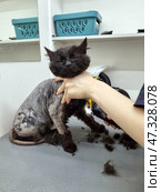 A black fluffy cat in the process of being groomed at a grooming salon. It is clear that most of his body has been clipped, but his head and front paws are still fluffy. The cat looks serious, perhaps slightly displeased, with an expression of philosophical resignation. He is being held down by a human to complete the procedure safely. Clipped fur is scattered everywhere. Стоковое фото, фотограф Анна Кривицкая / Фотобанк Лори