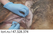 Suture care after surgery in a dog at a veterinary clinic. Стоковое видео, видеограф Mikhail Davidovich / Фотобанк Лори