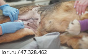 Postoperative examination in a dog at a veterinary clinic. Стоковое видео, видеограф Mikhail Davidovich / Фотобанк Лори