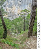 A steep forest slope in the Crimean mountains, leading down to a gorge hidden among the trees. On either side of the frame, pine trunks rise up, creating a natural frame. In the distance, through a gap in the forest, you can see a sheer, light-grey cliff with vertical stripes from moisture and time. The landscape is wild and alive, full of greenery, rocks, roots and natural power. The atmosphere is majestic and a little mysterious, as if nature is protecting this piece of land from prying eyes. Стоковое фото, фотограф Анна Кривицкая / Фотобанк Лори