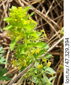 Wild Crimean grass with small yellow flowers. This plant is probably bedstraw (lat. Galium verum), widespread in Crimea. Flowers are collected in dense brushes, each flower is tiny, star-shaped. Leaves are narrow, slightly pubescent, arranged in whorls. The plant is surrounded by dry grass and needles of coniferous trees, which indicates a mountain or forest-steppe landscape. The atmosphere of the photo is sunny, warm, with a feeling of wild, untouched nature. Стоковое фото, фотограф Анна Кривицкая / Фотобанк Лори