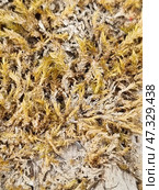 Dry moss or lichen, close-up. It densely covers a surface, perhaps a rock, tree bark or old wood. The shades vary from golden yellow to grey-white, indicating its dry state, probably after a long absence of moisture. The texture is brittle, thin, similar to small needles or spirals. It may be a type of forest moss or xanthoria, a lichen found in Crimea in dry pine forests, on rocks or dead wood. Стоковое фото, фотограф Анна Кривицкая / Фотобанк Лори