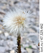 Macro shot of a seed head covered in airy white parachutes. This could be either a dandelion or a similar plant, such as Senecio or another aster. The fluffy structures create the effect of lightness and flight, as if each seed is about to set off on a journey with the wind. The background is blurred, probably pebbles or dry earth, which emphasizes the fragility and weightlessness of the main subject. Стоковое фото, фотограф Анна Кривицкая / Фотобанк Лори