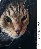A tabby cat (or cat) peers out from a half-open transport backpack-carrier. Its large eyes watch the events around it with interest and caution. It is comfortably settled, but at the same time its expression indicates attentiveness and slight anxiety - perhaps it is a trip to the vet or to a new place. The backpack is decorated with bright cartoon drawings - you can see figures of killer whales, which adds a bit of humor and warmth to the frame. The background is blurred, but part of the person's clothing is visible - apparently, the pet is riding in the arms of the owner. Стоковое фото, фотограф Анна Кривицкая / Фотобанк Лори