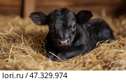 Newborn calf resting in straw at a farm during early morning. Новорожденный теленок отдыхает в соломе на ферме ранним утром. Стоковое AI-изображение, AI-художник Katsiaryna Repich / Фотобанк Лори