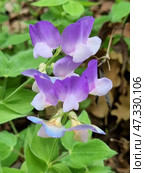 Close-up of an elegant inflorescence of violet-pink flowers, presumably of the forest species of pea (lat. Lathyrus), or wild pea. The flowers are arranged in tiers and smoothly transition from a rich violet to a delicate pinkish-white shade. The stem is thin, the leaves are light green, with a characteristic trifoliate shape. The background is natural, with spots of dry leaves and greenery. The photo conveys natural harmony and tranquility. Стоковое фото, фотограф Анна Кривицкая / Фотобанк Лори