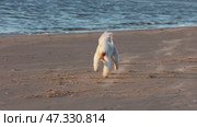 A young Bedlington Terrier runs after an orange ball along the seashore. Стоковое видео, видеограф Евгения Глинская / Фотобанк Лори