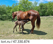 A touching scene: a foal sucks milk from its mother horse against the backdrop of a green meadow surrounded by trees. The horse is red, with a well-groomed mane and tail, stands calmly, patiently allowing the baby to feed. The foal looks like a newborn - it has thin legs, a slender build and not yet fully straightened hair. The bright sun, summer sky and living greenery create an atmosphere of rural comfort, naturalness and life. Стоковое фото, фотограф Анна Кривицкая / Фотобанк Лори