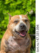 The adult dog looks lively and joyful: the mouth is open, the tongue is sticking out, the eyes are narrowed, creating the impression of a smile. In the background there is lush greenery, the sunlight softly illuminates the muzzle, emphasizing the texture of the fur and the kind, slightly tired, but warm character of this animal.The dog gives the impression of being grateful and affectionate, despite the visible traces of a difficult fate. The photo fills with a feeling of respect for the experience and trepidation from the simple happiness of being near a person. Стоковое фото, фотограф Анна Кривицкая / Фотобанк Лори