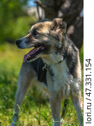A large dog with a kind and attentive expression on its face. Its fur is of medium length, thick, and tricolor: gray and white with black spots. The dog has erect ears with soft tips, expressive dark eyes, and a slightly protruding tongue - it has probably just been walking or playing. The dog is standing against a background of green grass and trees, illuminated by bright sunlight. The atmosphere of the frame is warm, summery, filled with life and nature. The animal looks healthy, cheerful, and friendly. Стоковое фото, фотограф Анна Кривицкая / Фотобанк Лори