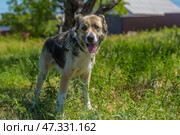 A large dog with a kind and attentive expression on its face. Its fur is of medium length, thick, and tricolor: gray and white with black spots. The dog has erect ears with soft tips, expressive dark eyes, and a slightly protruding tongue - it has probably just been walking or playing. The dog is standing against a background of green grass and trees, illuminated by bright sunlight. The atmosphere of the frame is warm, summery, filled with life and nature. The animal looks healthy, cheerful, and friendly. Стоковое фото, фотограф Анна Кривицкая / Фотобанк Лори