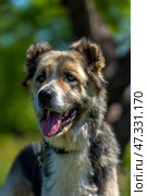 A large dog with a kind and attentive expression on its face. Its fur is of medium length, thick, and tricolor: gray and white with black spots. The dog has erect ears with soft tips, expressive dark eyes, and a slightly protruding tongue - it has probably just been walking or playing. The dog is standing against a background of green grass and trees, illuminated by bright sunlight. The atmosphere of the frame is warm, summery, filled with life and nature. The animal looks healthy, cheerful, and friendly. Стоковое фото, фотограф Анна Кривицкая / Фотобанк Лори
