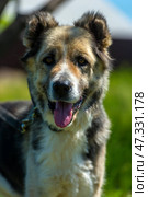 A large dog with a kind and attentive expression on its face. Its fur is of medium length, thick, and tricolor: gray and white with black spots. The dog has erect ears with soft tips, expressive dark eyes, and a slightly protruding tongue - it has probably just been walking or playing. The dog is standing against a background of green grass and trees, illuminated by bright sunlight. The atmosphere of the frame is warm, summery, filled with life and nature. The animal looks healthy, cheerful, and friendly. Стоковое фото, фотограф Анна Кривицкая / Фотобанк Лори