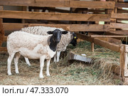 Livestock. A sheep in a pen. The concept of animal husbandry and rural life. A pet on a private eco-farm. Agricultural industry. Стоковое фото, фотограф Photojuli / Фотобанк Лори